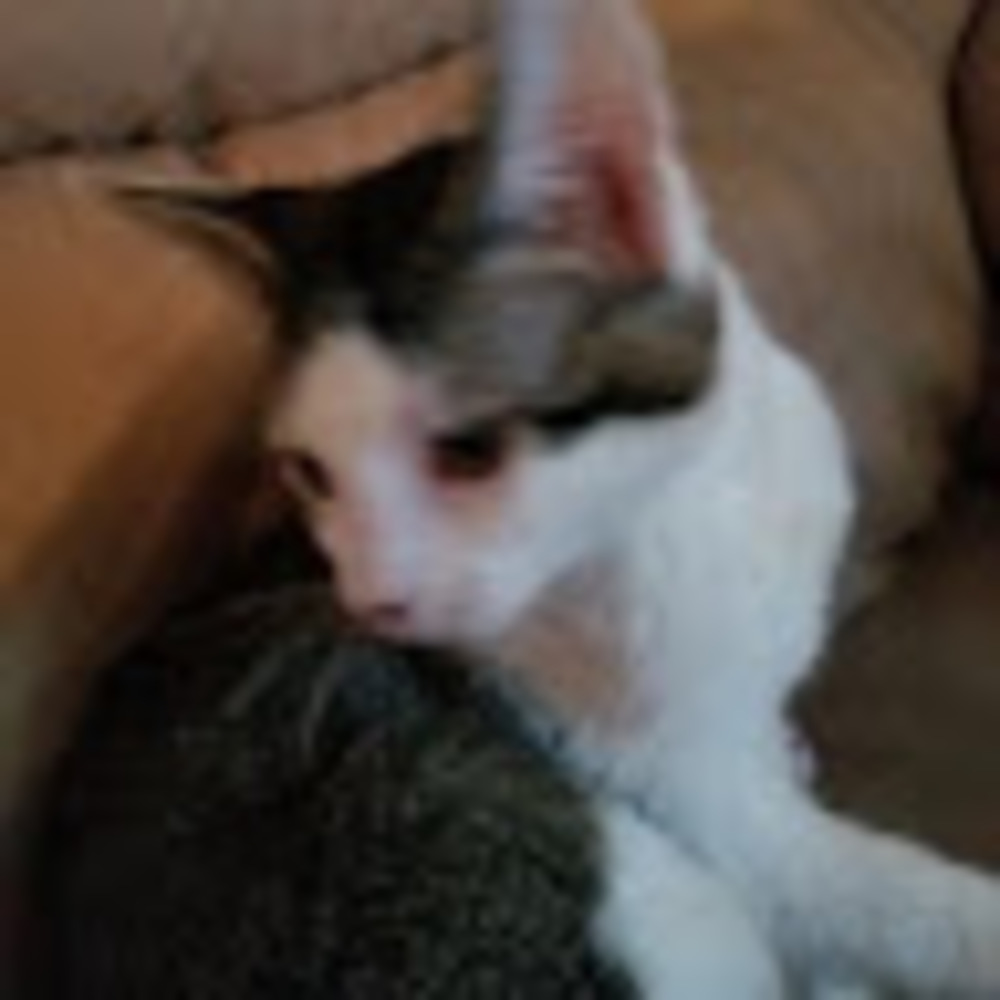 Meet your Posher, Jaxfnaf